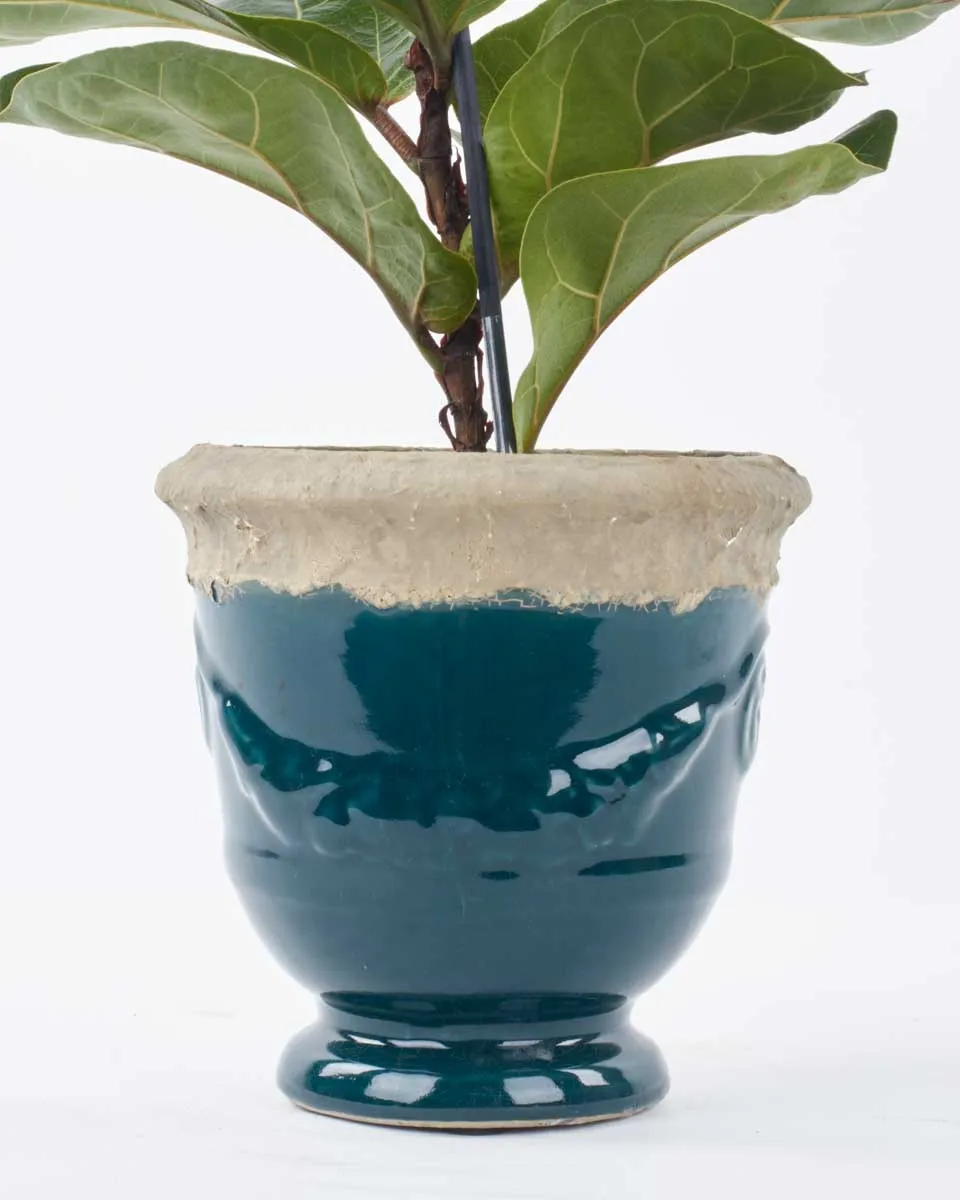 Green Fig JUNE 8 2023 2 Green Fig JUNE 8 2023 2