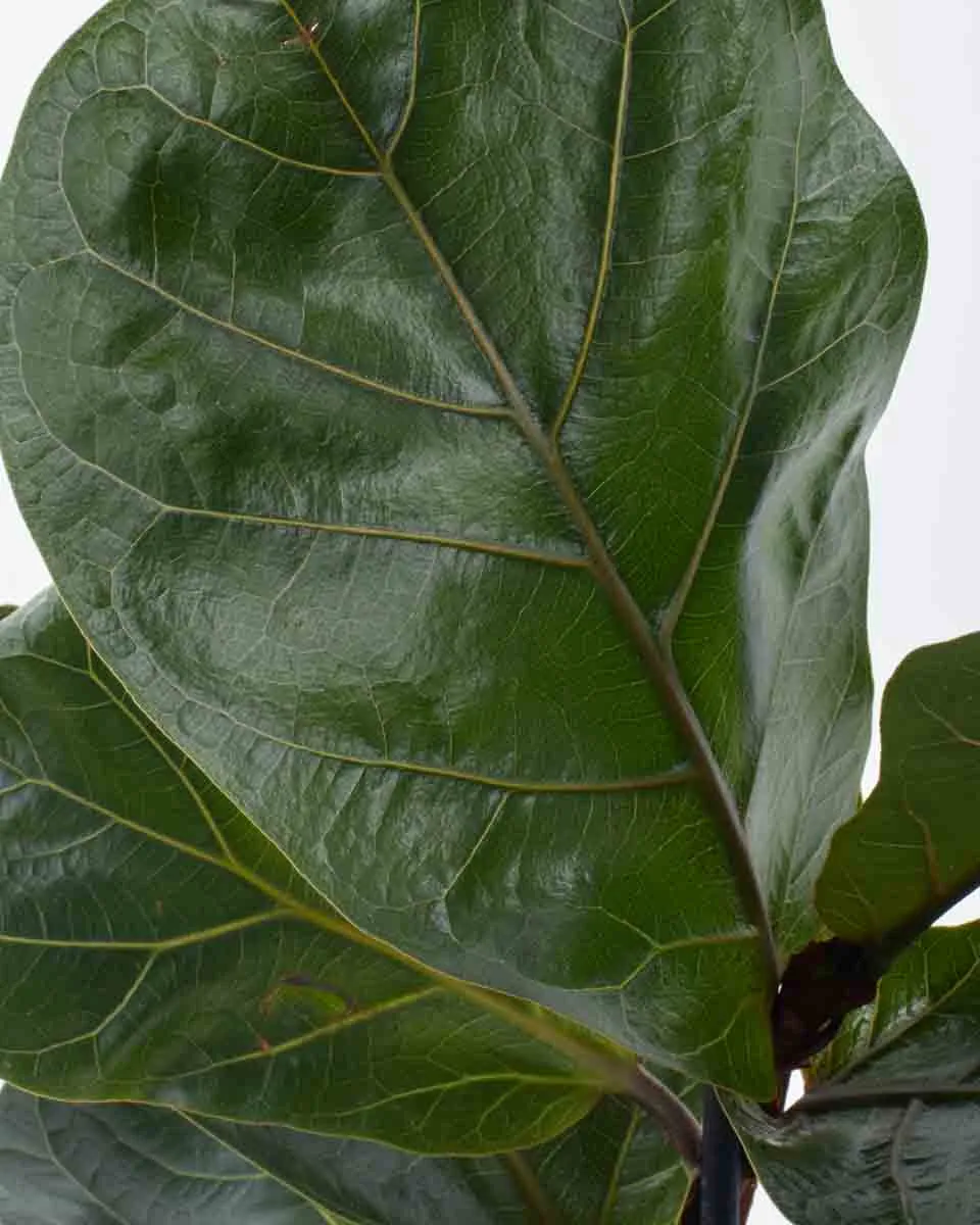 Green Fig JUNE 8 2023 3 Green Fig JUNE 8 2023 3