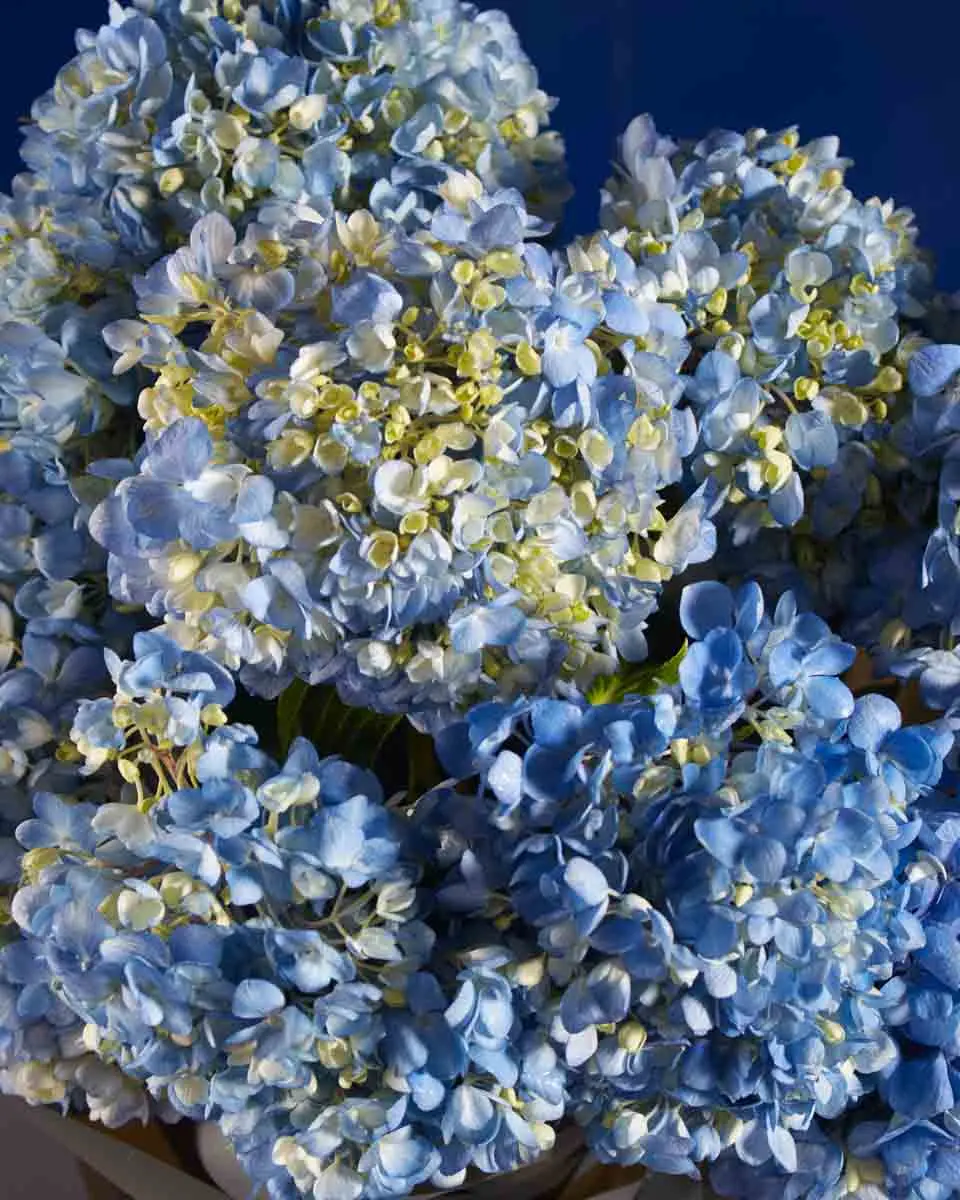 HEAVENLY HUES impressive 2