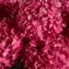HYDRANGEA MADNESS impressive 3 HYDRANGEA MADNESS impressive 3