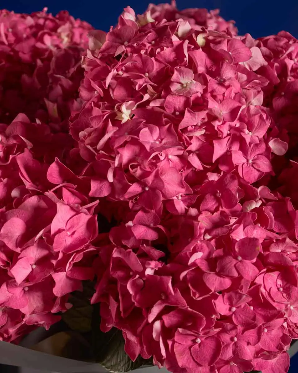 HYDRANGEA MADNESS impressive 3 HYDRANGEA MADNESS impressive 3