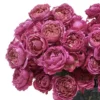 Hello Cerise Details