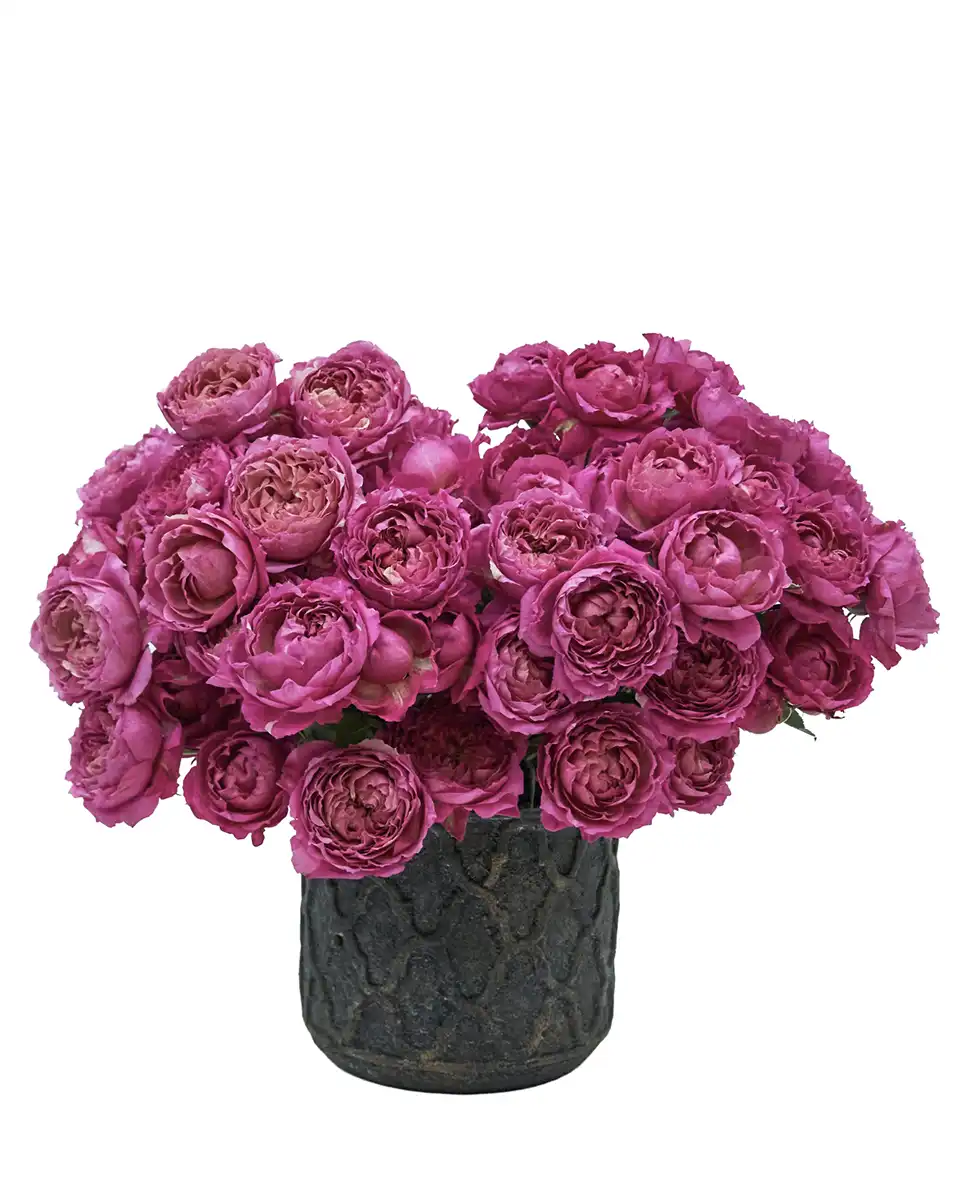 Hello Cerise 2026 2 Hello Cerise 2026 2