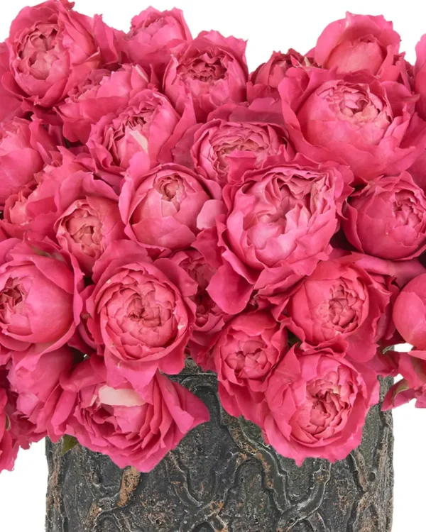 Hello Cerise KISS ME CERISE JUNE 2, 2023 2