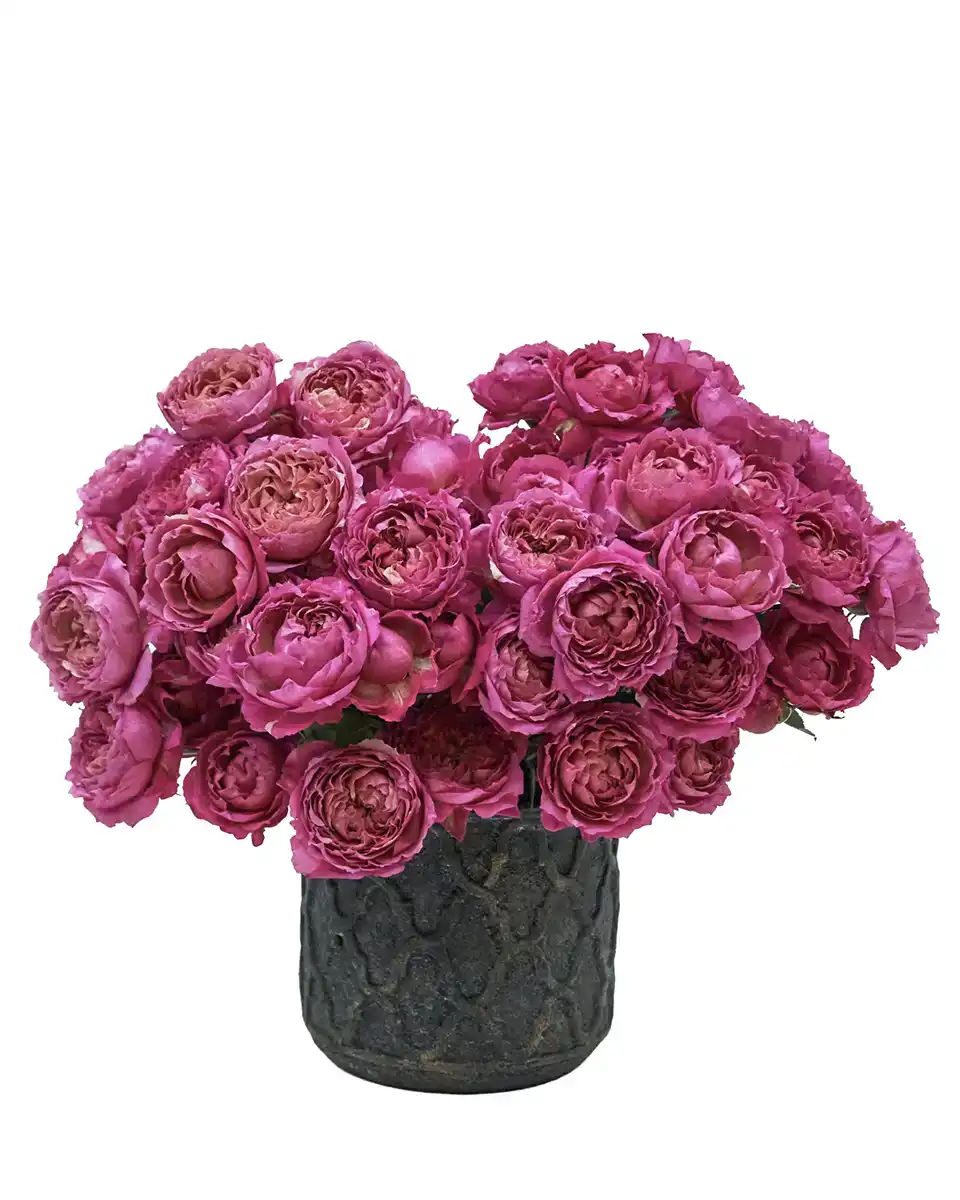 Hello Cerise