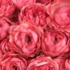 Hello Raspberry Feb 21, 2025 Details 3 Hello Raspberry Feb 21, 2025 Details 3