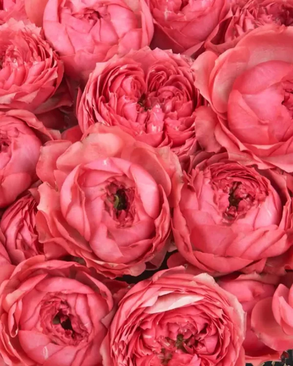 Hello Raspberry Feb 21, 2025 Details 3