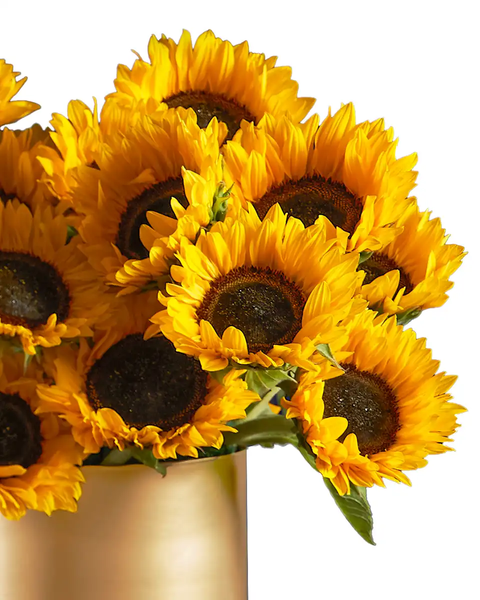 Hello Sunshine details Hello Sunshine details