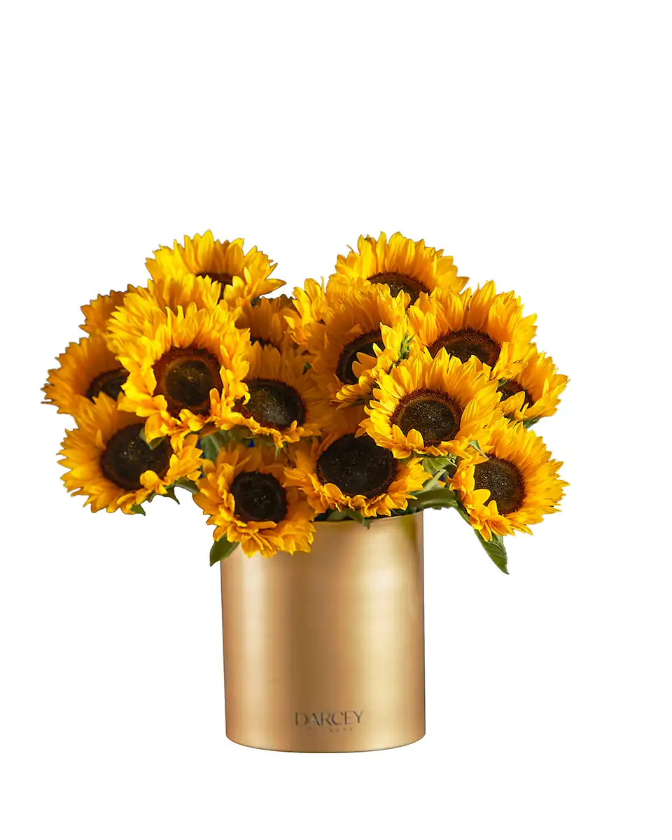 Hello Sunshine Hello Sunshine