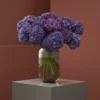 Hydrangea Dream Rodeo