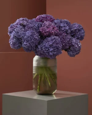 Hydrangea Dream Rodeo