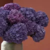 Hydrangea Dream Rodeo Detailed