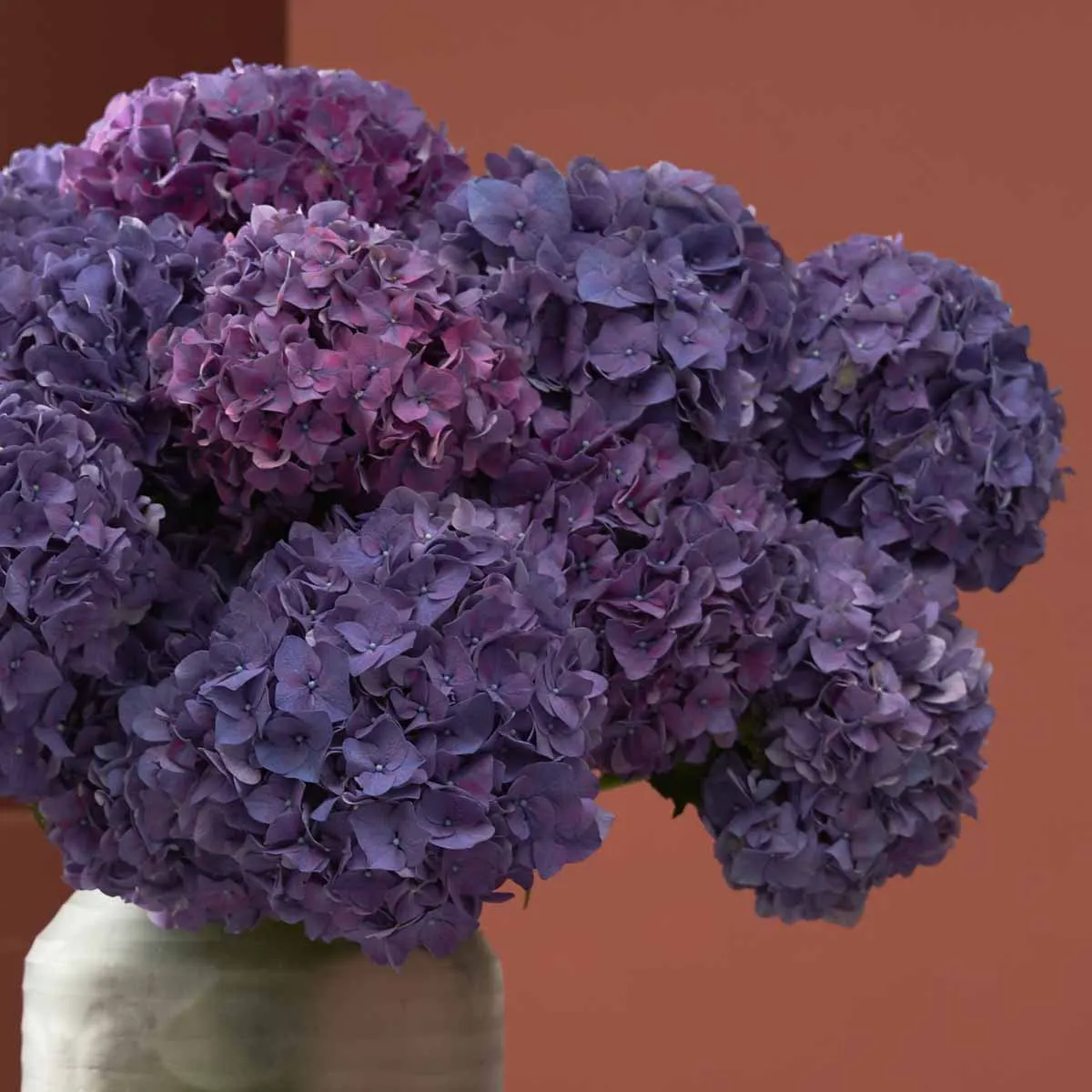 Hydrangea Dream Rodeo Detailed Hydrangea Dream Rodeo Detailed