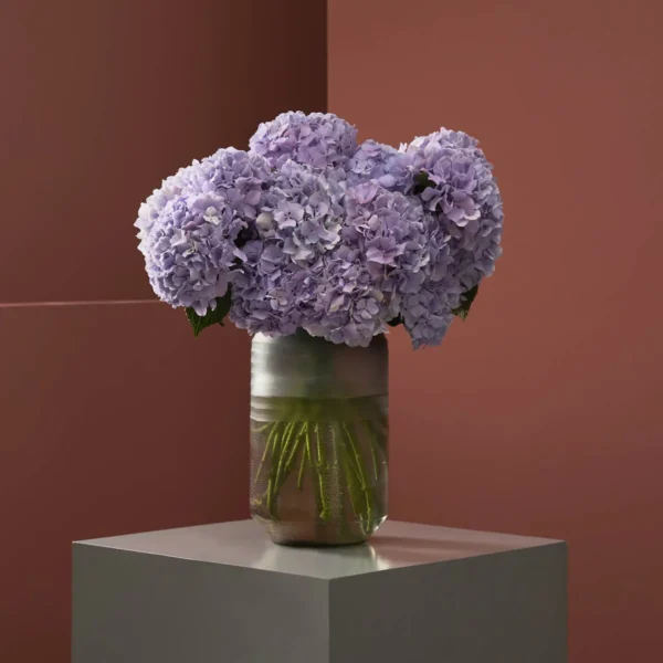 Hydrangea Dream Royal Benefit