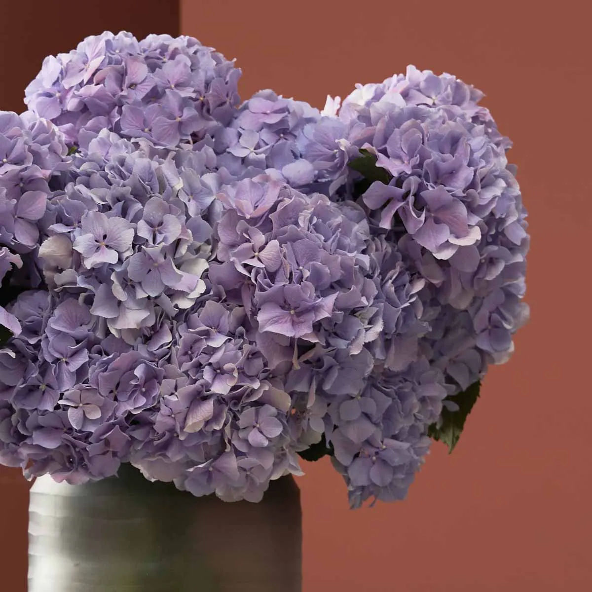 Hydrangea Dream Royal Benefit Detailed Hydrangea Dream Royal Benefit Detailed