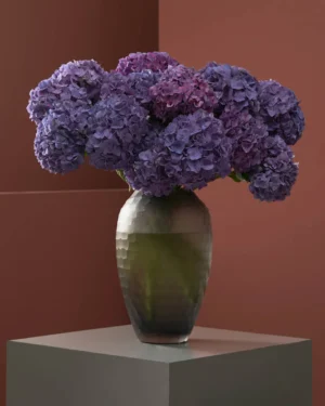 Hydrangea Kisses Rodeo Paars