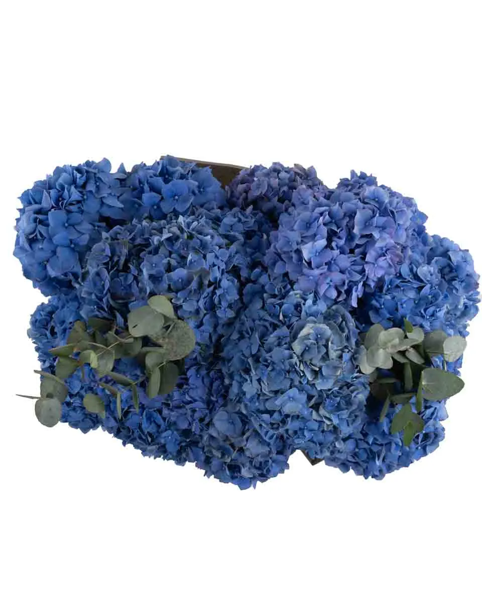 Hydrangea Pimpernel GRAND JUNE 7 2023 top Hydrangea Pimpernel GRAND JUNE 7 2023 top