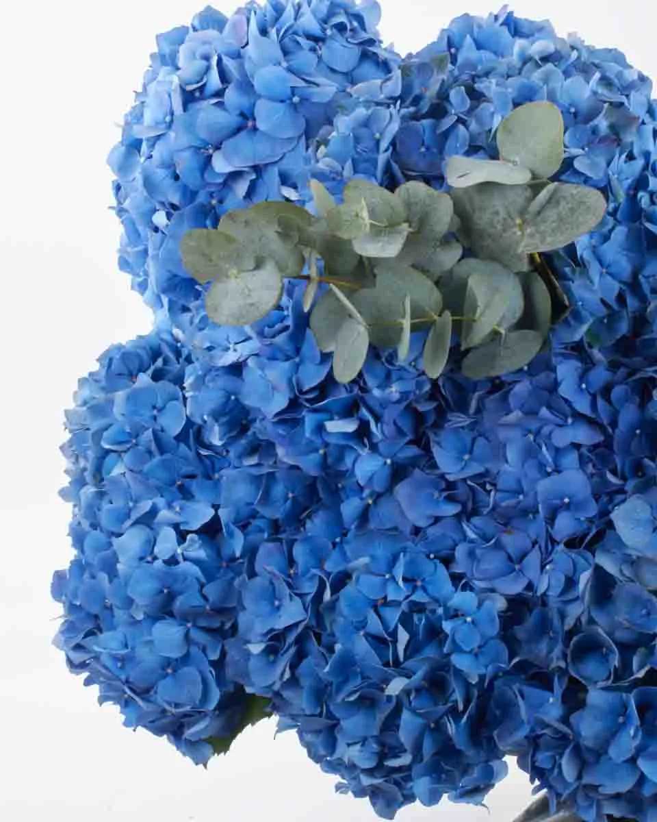 Hydrangea Pimpernel GRAND JUNE 7 2023 Hydrangea Pimpernel GRAND JUNE 7 2023