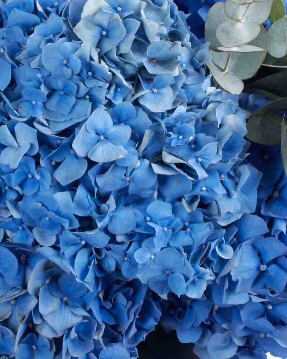 Hydrangea Pimpernel GRAND JUNE 7 2023 2 Hydrangea Pimpernel GRAND JUNE 7 2023 2