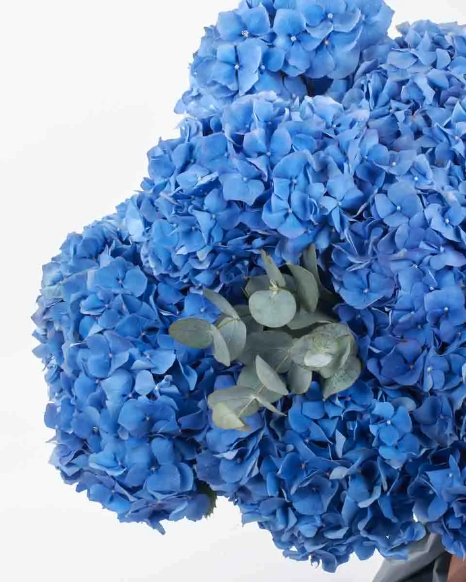 Hydrangea Pimpernel SUPERB JUNE 7 2023