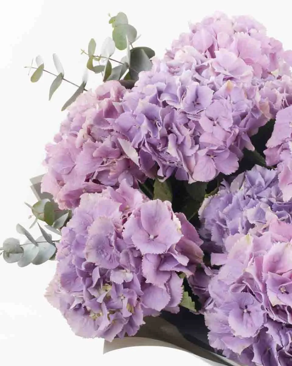 Hydrangea Royal Benefit superb JUNE 6 2023 24 1 Hydrangea Royal Benefit superb JUNE 6 2023 24 1