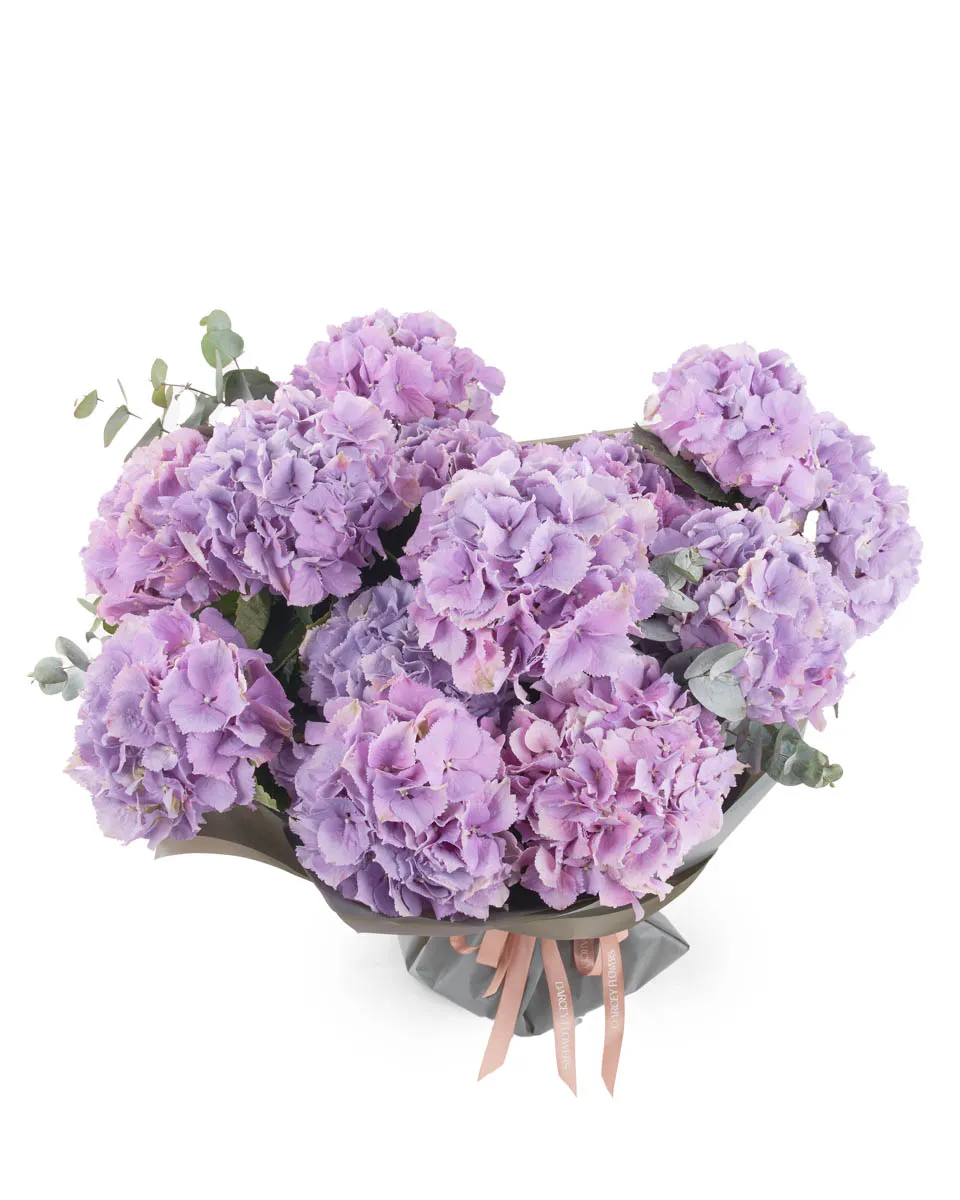 Hydrangea Royal Benefit superb JUNE 6 2023 24 Hydrangea Royal Benefit superb JUNE 6 2023 24