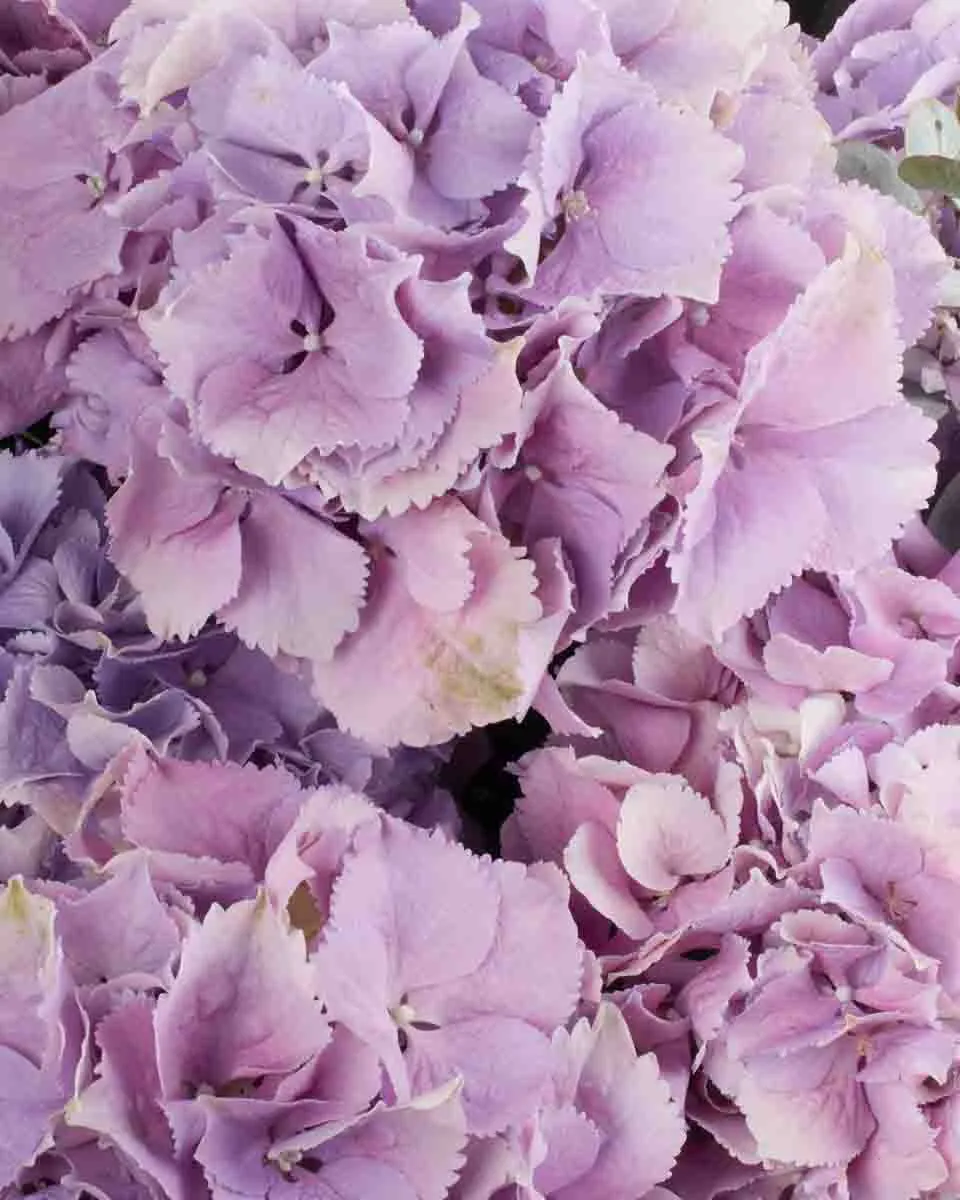 Hydrangea Royal Benefit superb JUNE 6 2023 24 2 Hydrangea Royal Benefit superb JUNE 6 2023 24 2