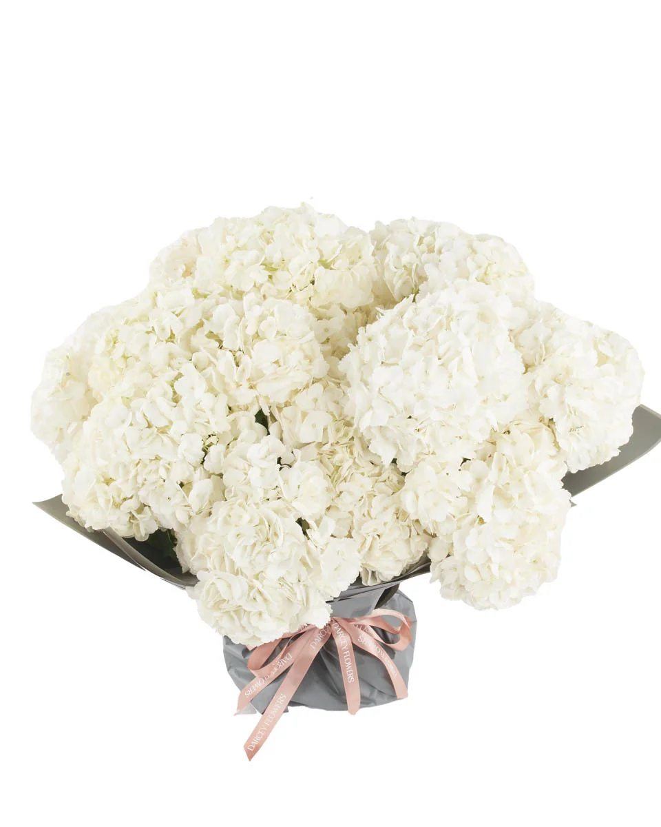 Hydrangea White SUPERB JUNE 6, 2023 4