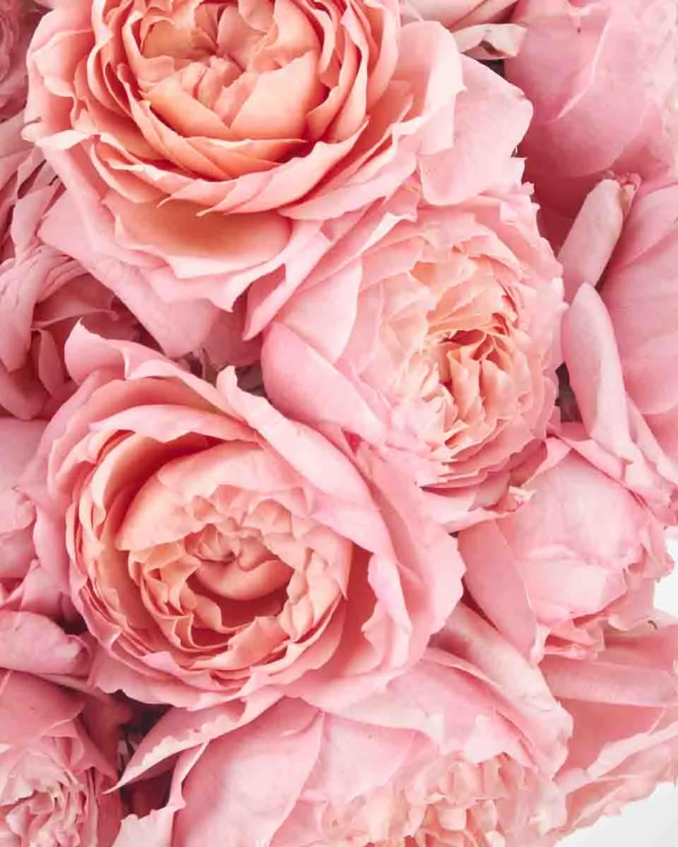 I Love You Baby Salmon to brown vase JUNE 17 2023 2 I Love You Baby Salmon to brown vase JUNE 17 2023 2