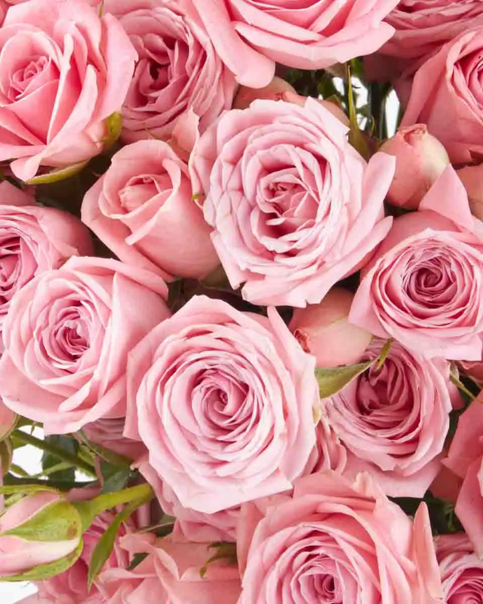 I m in Love JUNE 15 2023 2 I m in Love JUNE 15 2023 2