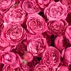 Julieta Cerise JUNE 16 2023 1 Julieta Cerise JUNE 16 2023 1