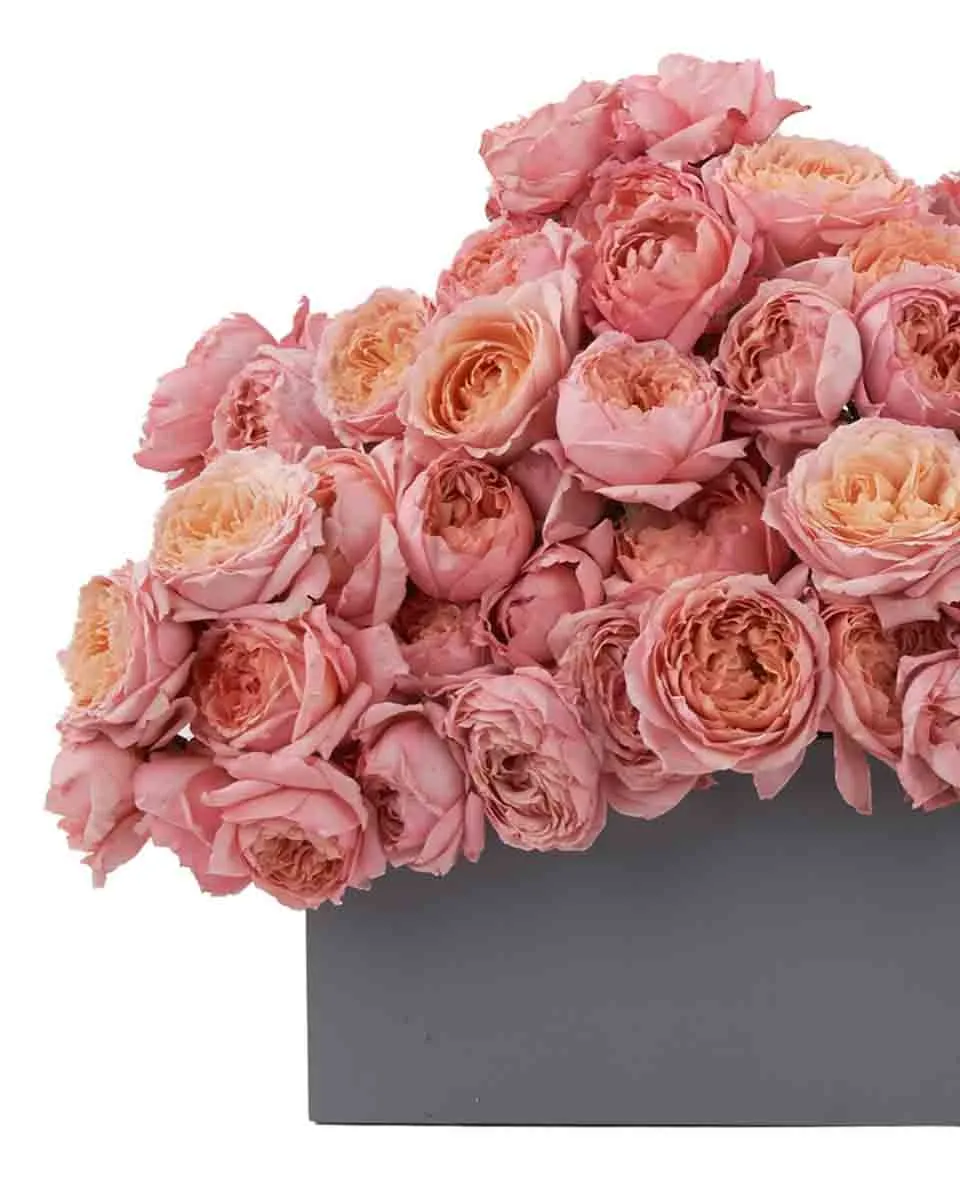 Julieta Salmon Blooms large FINAL JUNE 21 2023 1 Julieta Salmon Blooms large FINAL JUNE 21 2023 1