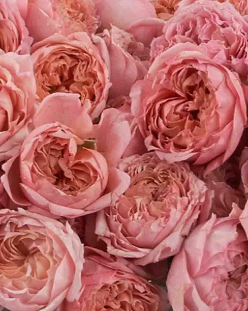 Julieta Salmon Blooms large FINAL JUNE 21 2023 3 Julieta Salmon Blooms large FINAL JUNE 21 2023 3