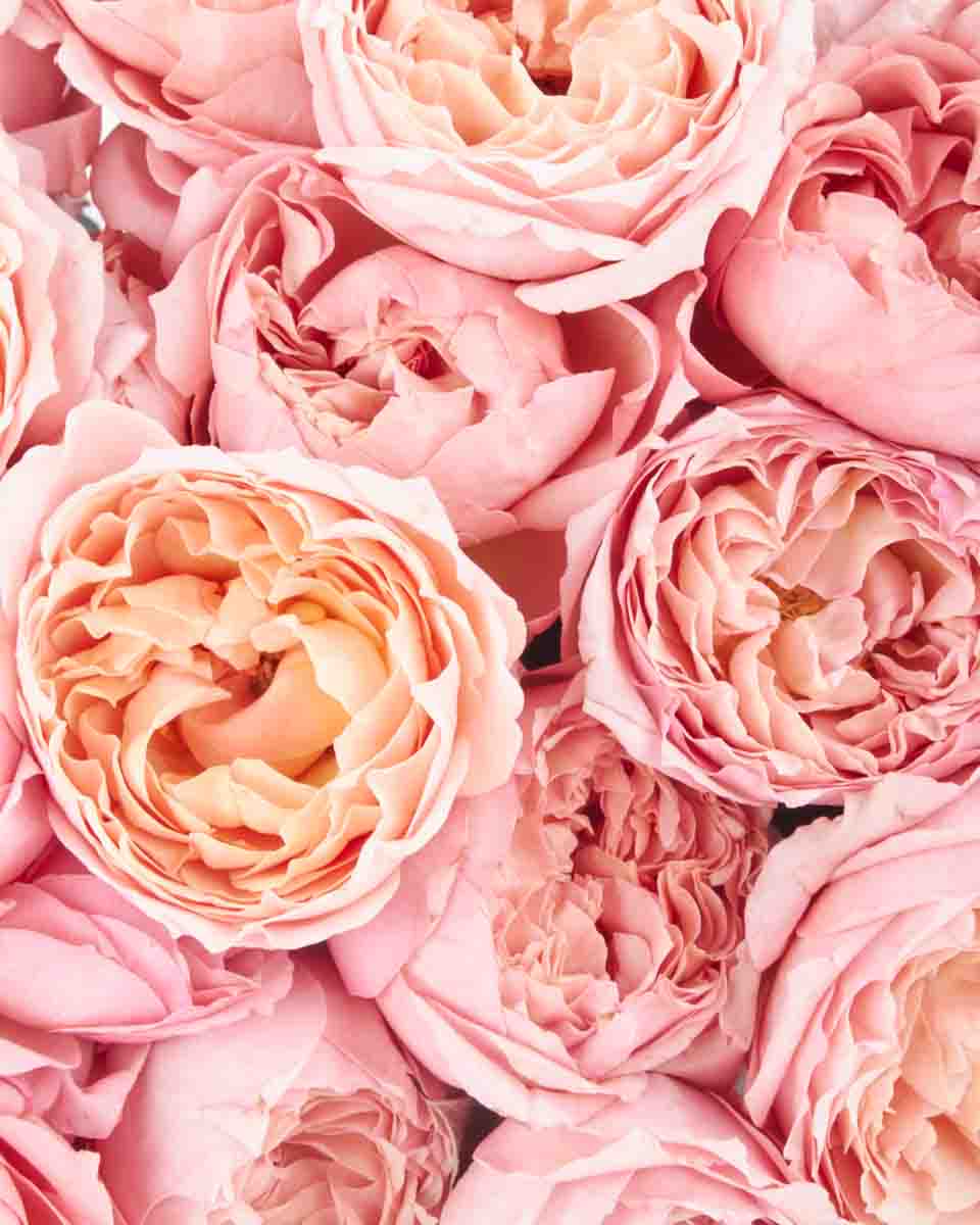 Julieta Salmon Blooms medium final JUNE 23 2023 3 1 Julieta Salmon Blooms medium final JUNE 23 2023 3 1