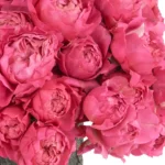 KISS ME CERISE JUNE 2 2023 1 copy