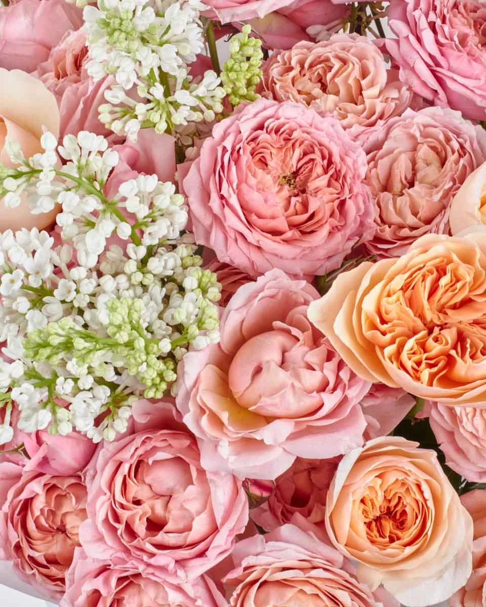LOVE JULIET SUPERB 3 LOVE JULIET SUPERB 3