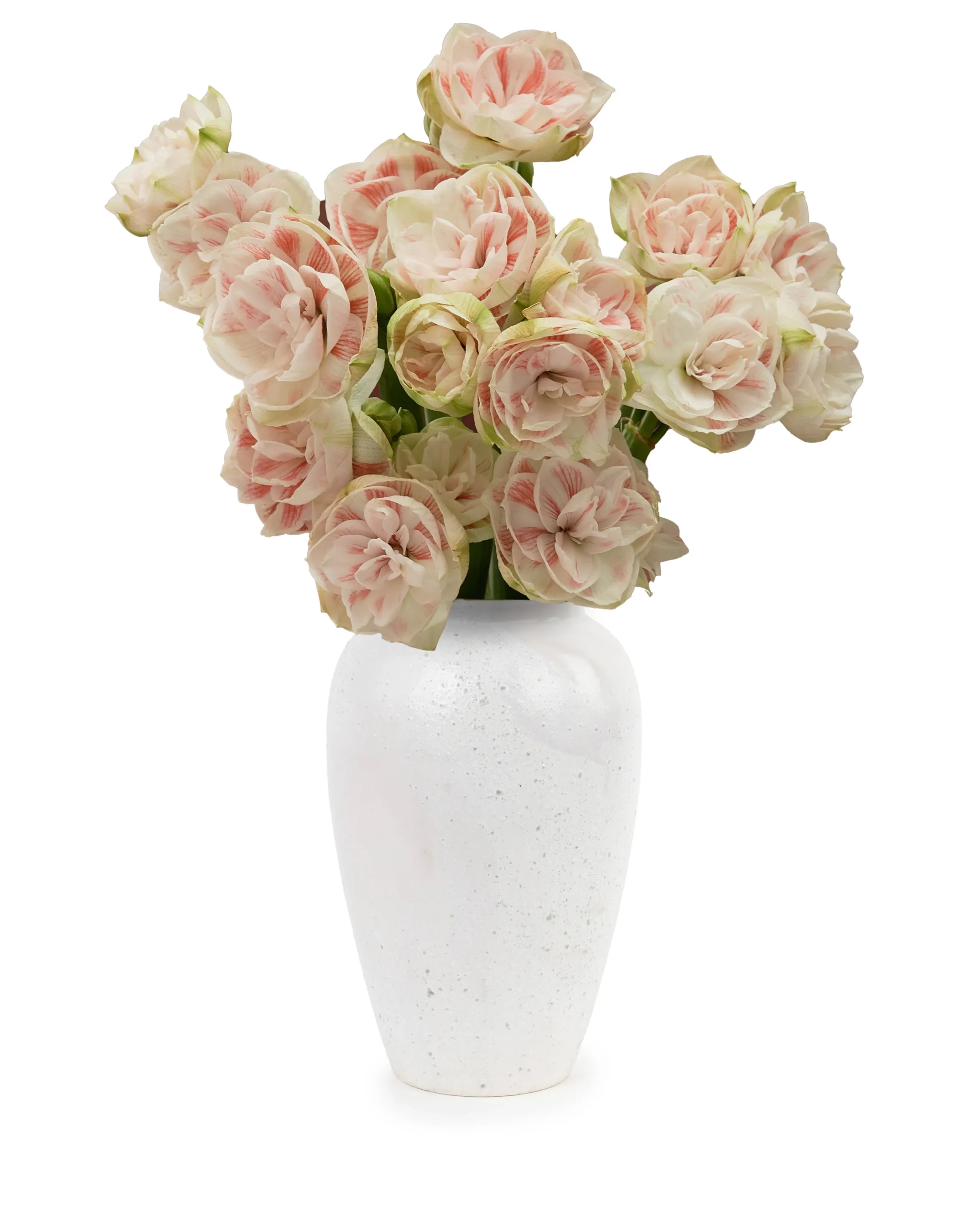 LOVELY AMARYLLIS 2 scaled 1 LOVELY AMARYLLIS 2 scaled 1