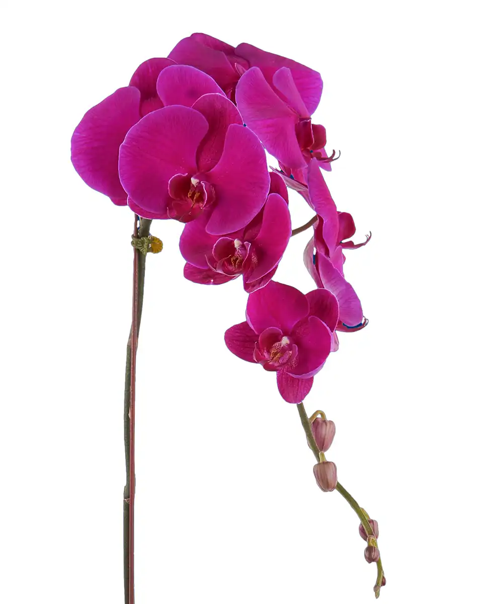 Lady Purple Edited details 2 Lady Purple Edited details 2