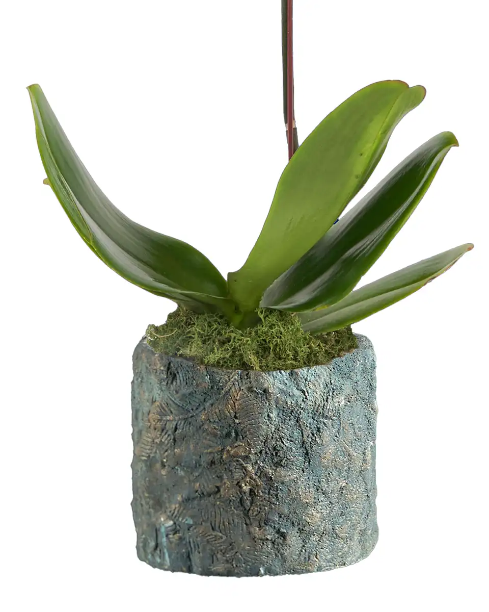 Lady Purple Edited details Lady Purple Edited details