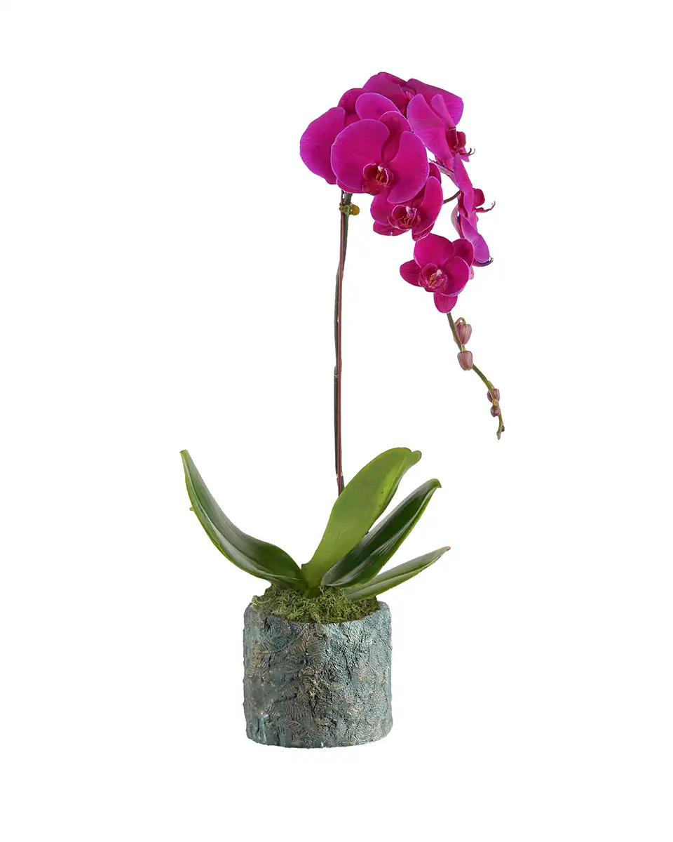 Lady Purple Edited Lady Purple Edited