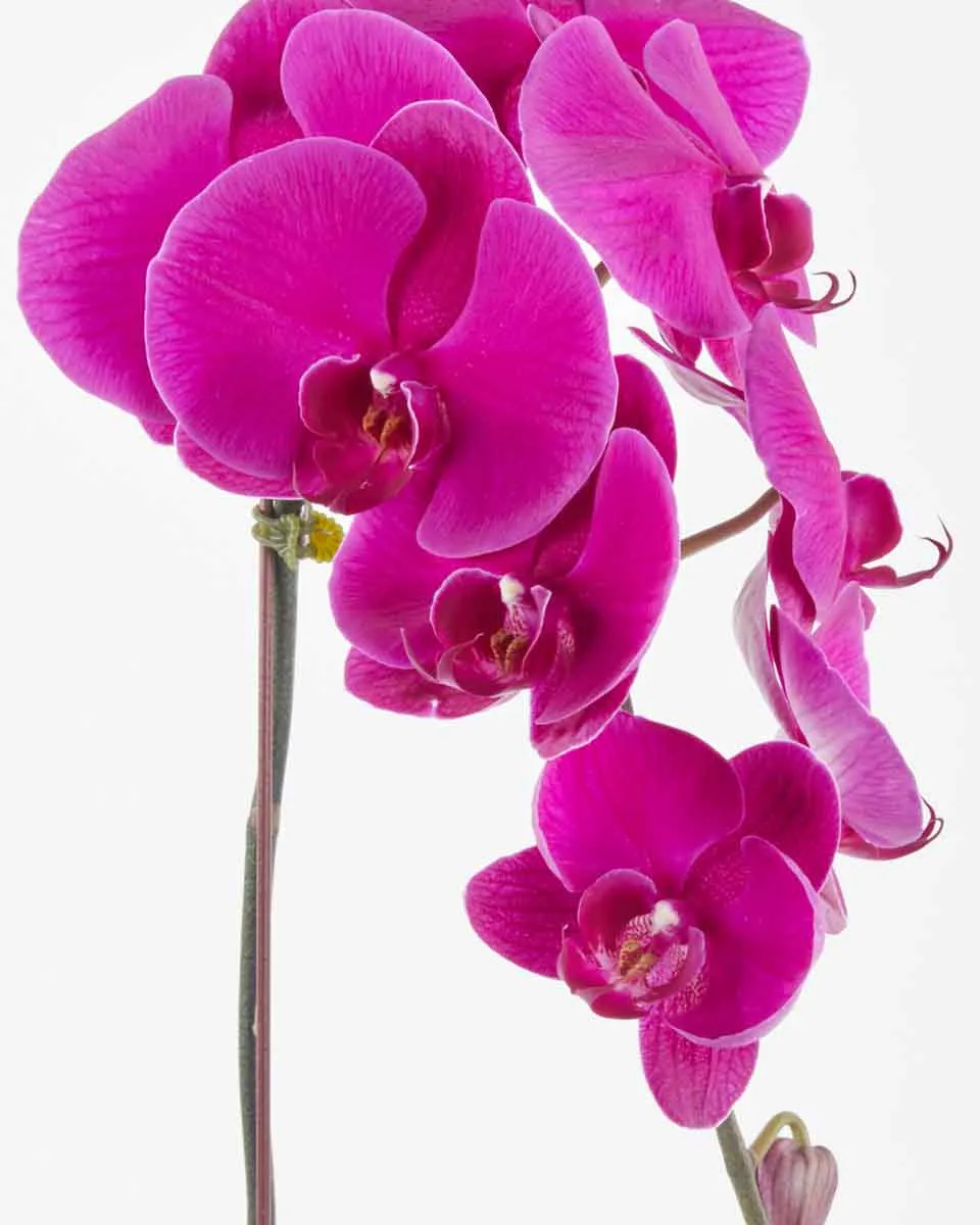 Lady Purple JUNE 15 2023 1 Lady Purple JUNE 15 2023 1
