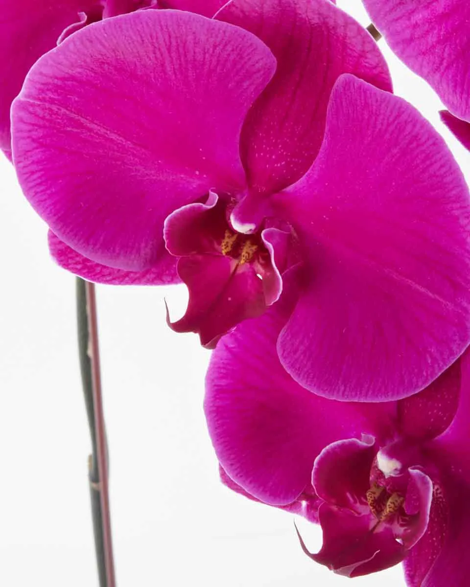 Lady Purple JUNE 15 2023 3 Lady Purple JUNE 15 2023 3