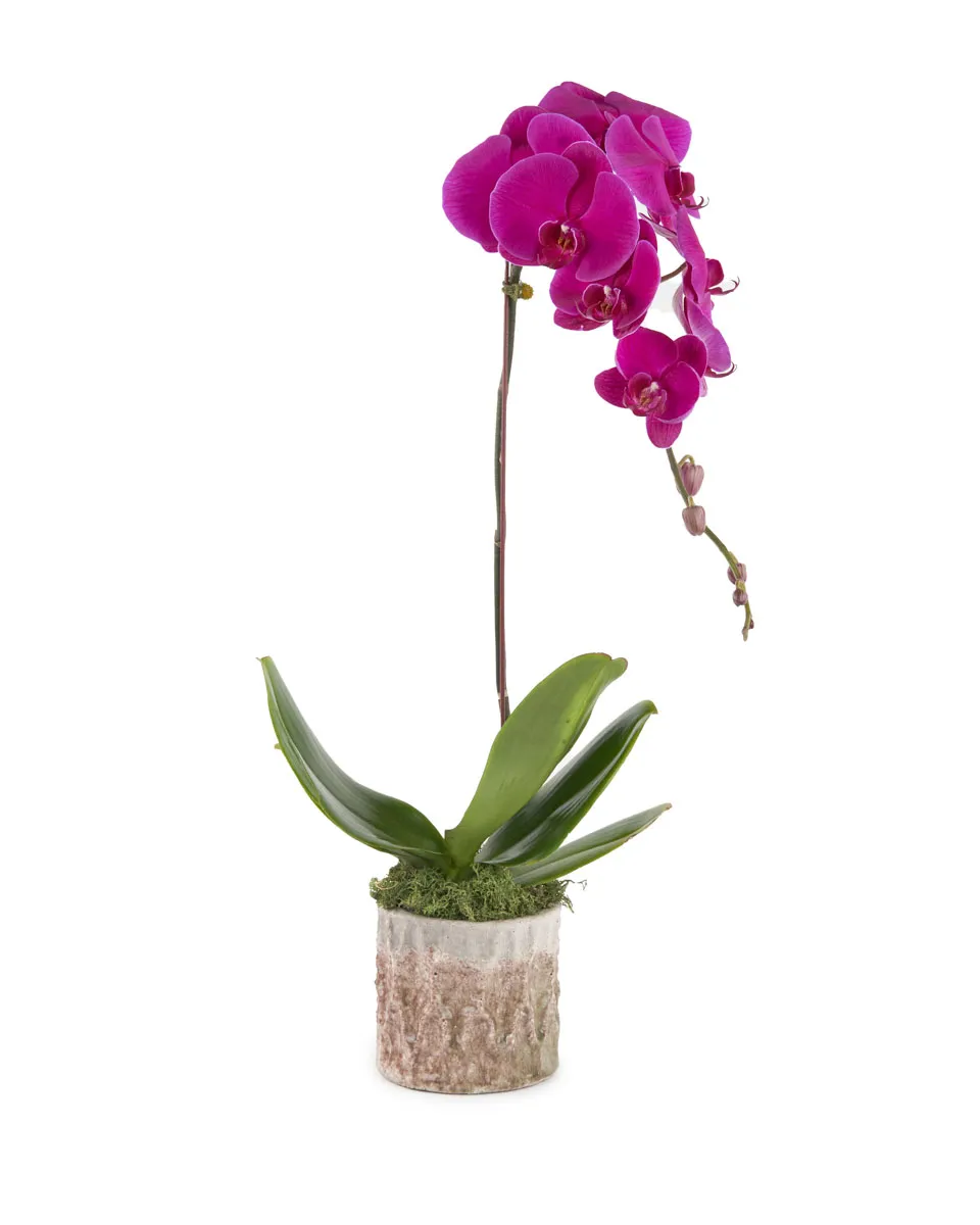 Lady Purple JUNE 15 2023 Lady Purple JUNE 15 2023