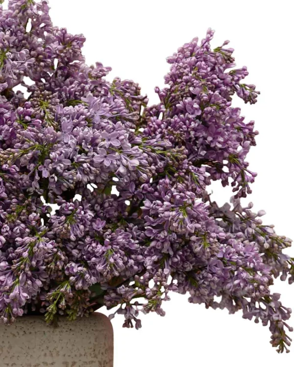 Lilac For You detailed 4