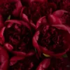 MADELAINE CLOSEUP SUPERB 1 MADELAINE CLOSEUP SUPERB 1