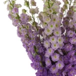 MAGENTA HEART 3 scaled 1