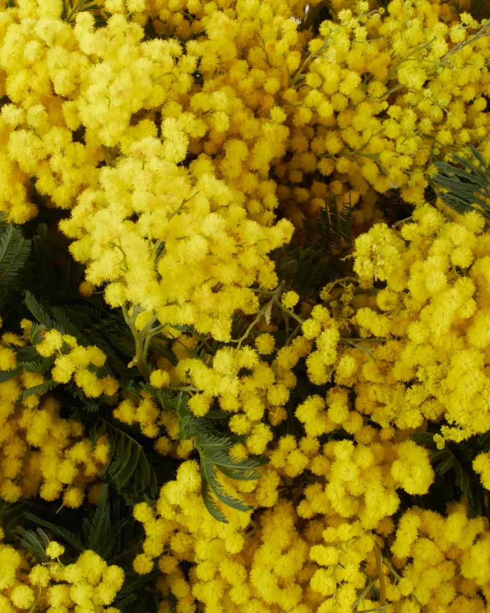 MIMOSA GRANDE DetailsIMG 1360 copy MIMOSA GRANDE DetailsIMG 1360 copy