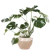 MONSTERA PLANT 2025 MONSTERA PLANT 2025