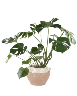 MONSTERA PLANT 2025