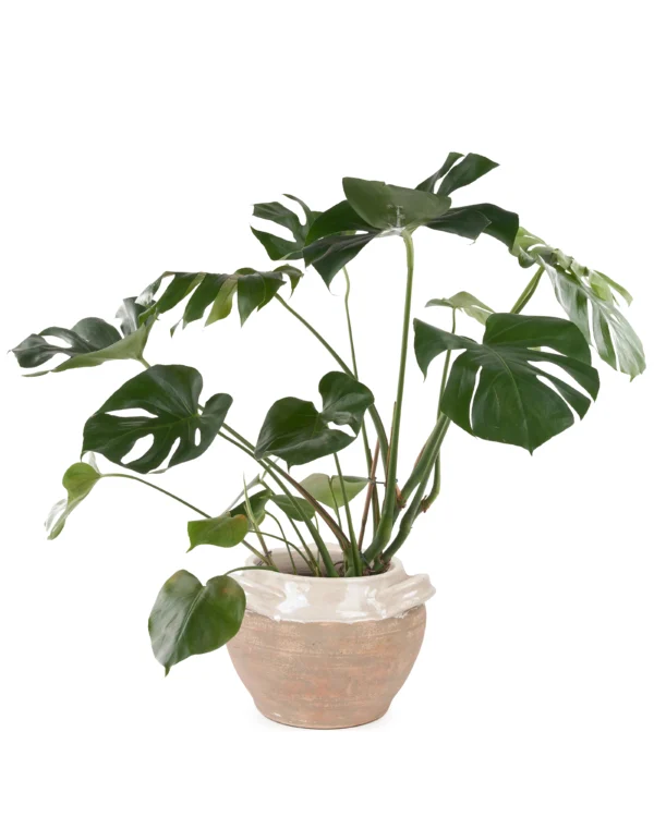 MONSTERA PLANT 2025